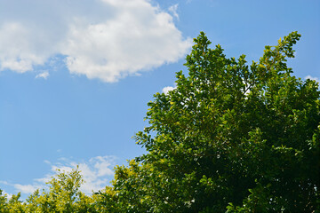green tree and sky