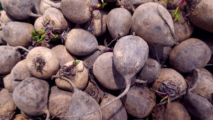 Group Of Early Beetroots. Close-up Early Beetroots Texture. Beets, Beta Vulgaris