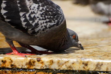 Pigeons wash in a fountain in Bucharest