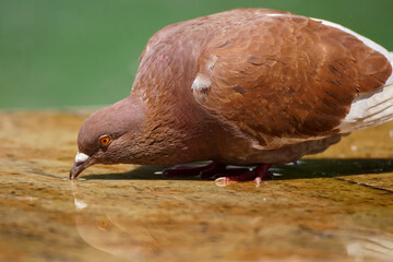 Pigeons wash in a fountain in Bucharest