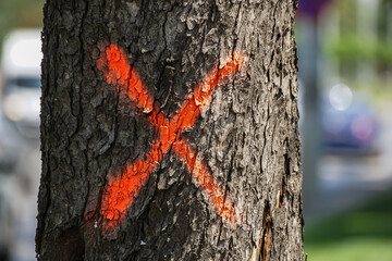 Tree marked to be harvested by loggers - Powered by Adobe