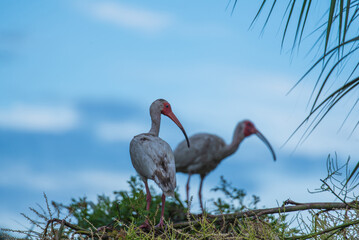Shorebirds of the South