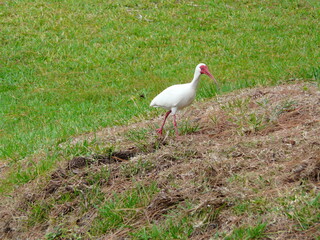 white stork in the meadow