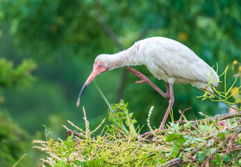 Shorebirds of the South
