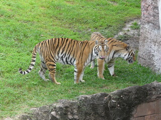 A pair of tigers