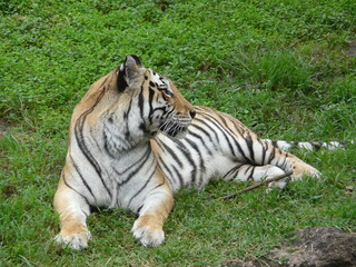 Fototapeta premium Tiger basking in the sun
