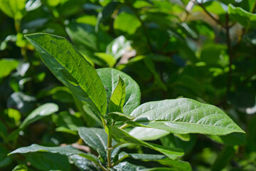 close up of leaves