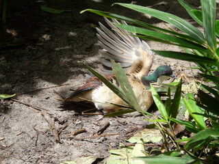 Pigeon with one wing raised