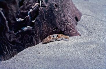 Fhost Crab on Fort Pierce FL Beach