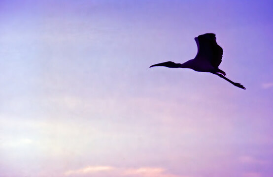 Flying Woodstork Silhouetted Against Sunset