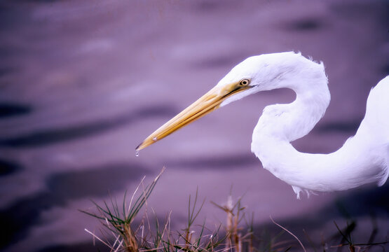 Great Egret Close Up - Everglades National Park