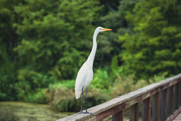 Shorebirds of the South