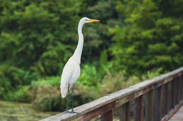 Shorebirds of the South