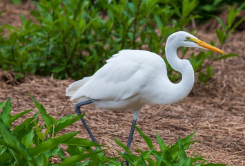 Shorebirds of the South