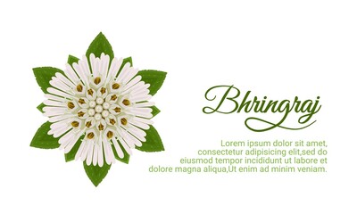 Vector illustration, Eclipta Alba, Eclipta Prostrata or Bhringraj, also known as False Daisy, isolated on white background, herbal medicinal plant effective in Ayurvedic medicine.