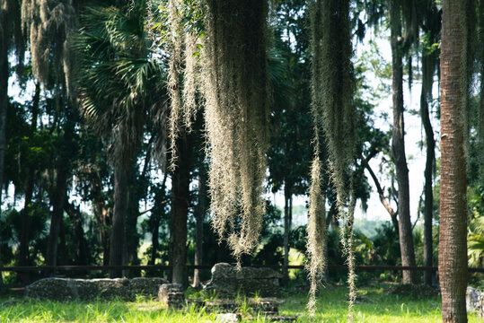 Live Oaks In Bluffton SC