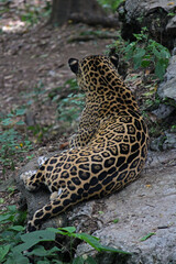 A jaguar from Chiapas in a zoo