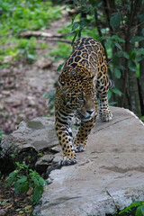 A jaguar from Chiapas in a zoo