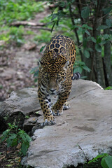 Fototapeta na wymiar A jaguar from Chiapas in a zoo