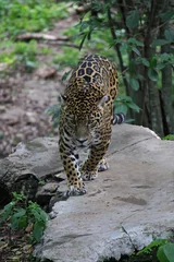 Foto op Plexiglas A jaguar from Chiapas in a zoo © Eduardo Cena Veloz 