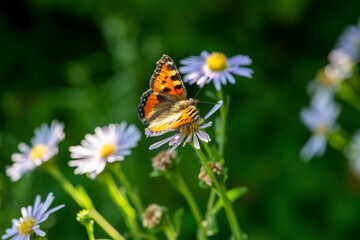 Fototapeta na wymiar a butterfly sits on the lawn with daisies