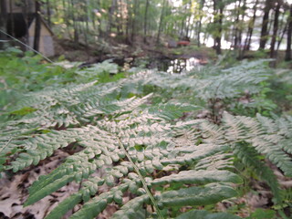 Closeup of fern plants in forest 