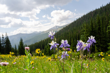 Wild columbines set against a mountain backdrop