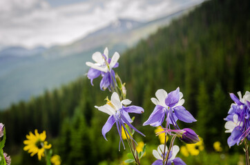 Wild columbines set against a mountain backdrop