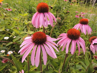 Pale purple coneflowers in butterfly garden 