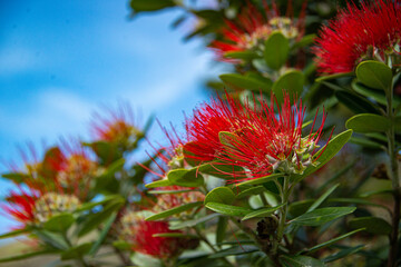 Pohutukawa 