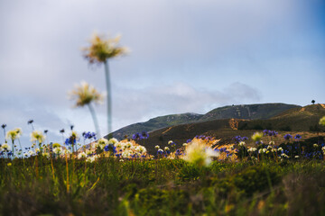 Flowers along the California Coastal Hills
