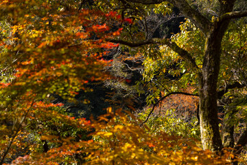 広島県山野峡、ほとばしる紅葉。
