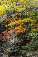 広島県山野峡、下から枯れ落ちる。