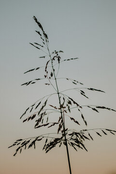 Vertical shot of sweetgrass in a field in the evening