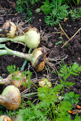 Onion cultivation in mixed culture with carrots 