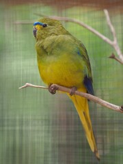 Charming pretty Elegant Parrot with exotic plumage.