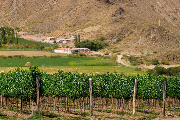 Fototapeta na wymiar Vineyards with a winery building in the background