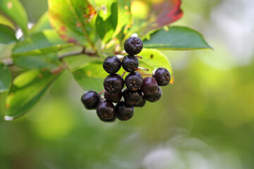 Ripe aronia berries on the bush 