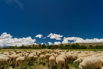 Flock of sheep grazing next to hills
