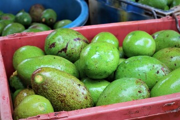 Lots of avocados in the basket.