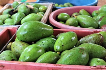 Lots of avocados in the basket.