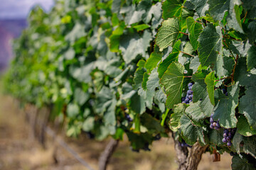 Macro of grape leaves with bunch of purple grapes hanging in a vineyard