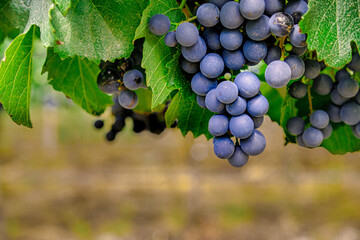 Macro closeup of bunch of purple grapes in a vineyard