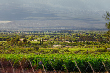 Fototapeta na wymiar Valle de Cafayate (Salta, Argentina) with unfocused vineyard in front