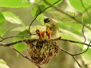 Red-eyed vireo mother bird with food for chicks in the nest