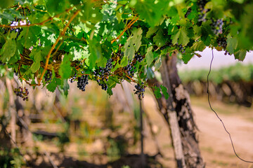 Grapes hanging in a Cafayate vineyard, Salta, Argentina