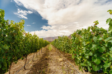 Fototapeta na wymiar Corridor in a vineyard with hills in the background in Cafayate, Salta, Argentina