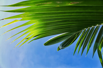 palm tree leaves