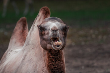 Ein Kamel mit direktem Blick frisst