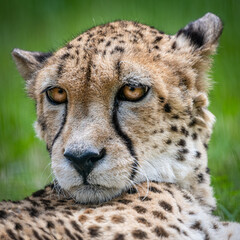 Gepard auf einer Wiese liegend als Portrait